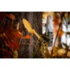 SpyPoint FLEX-S Cellular Trail Camera