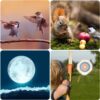 Gosky Updated 20-60×85 Dual Focusing Spotting Scopes with Tripod, Carrying Bag and Quick Phone Holder – BAK4 High Definition Waterproof Spotter Scope for Bird Watching Wildlife Scenery